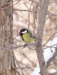 Parus major