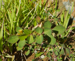 Medicago orbicularis
