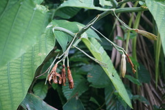 Passiflora macrophylla