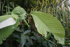 Passiflora macrophylla