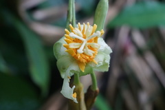 Passiflora macrophylla