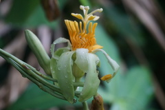 Passiflora macrophylla