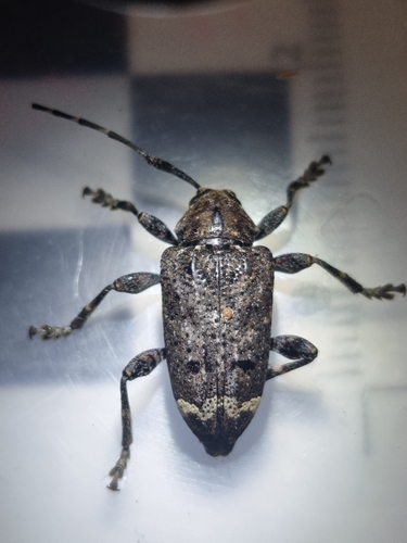 Trypanidius proximus