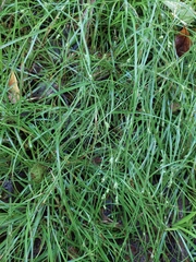 Carex uhligii