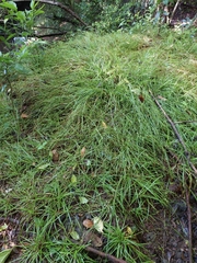Carex uhligii