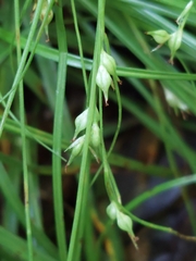 Carex uhligii