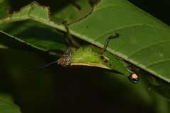 Chromolampis ornatipes