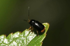 Cryptocephalus chrysopus