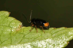Cryptocephalus chrysopus