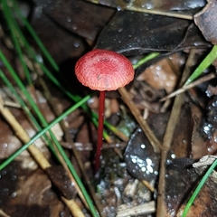 Cruentomycena