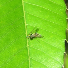 Condylostylus comatus