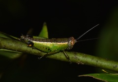 Chromolampis ornatipes