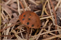 Hyperoncus lateritius