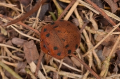 Hyperoncus lateritius