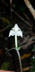 Disperis lindleyana