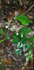 Disperis lindleyana