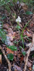 Disperis lindleyana