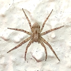 Pulchellodromus
