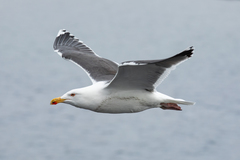 Great Black-Backed Gull photo 3