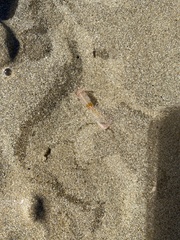 Trypaea australiensis