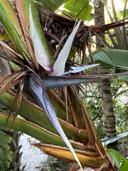 Strelitzia alba