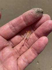 Trypaea australiensis