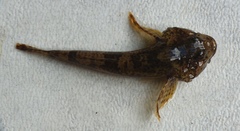 Cottus perifretum