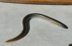 Lampetra planeri