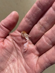 Trypaea australiensis