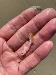 Trypaea australiensis