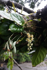 Clowesia warscewiczii