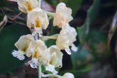 Clowesia warscewiczii