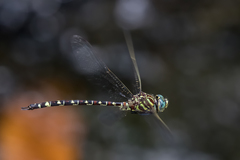 Austroaeschna pinheyi