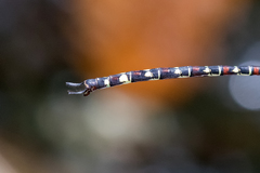 Austroaeschna pinheyi