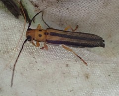 Oberea tripunctata