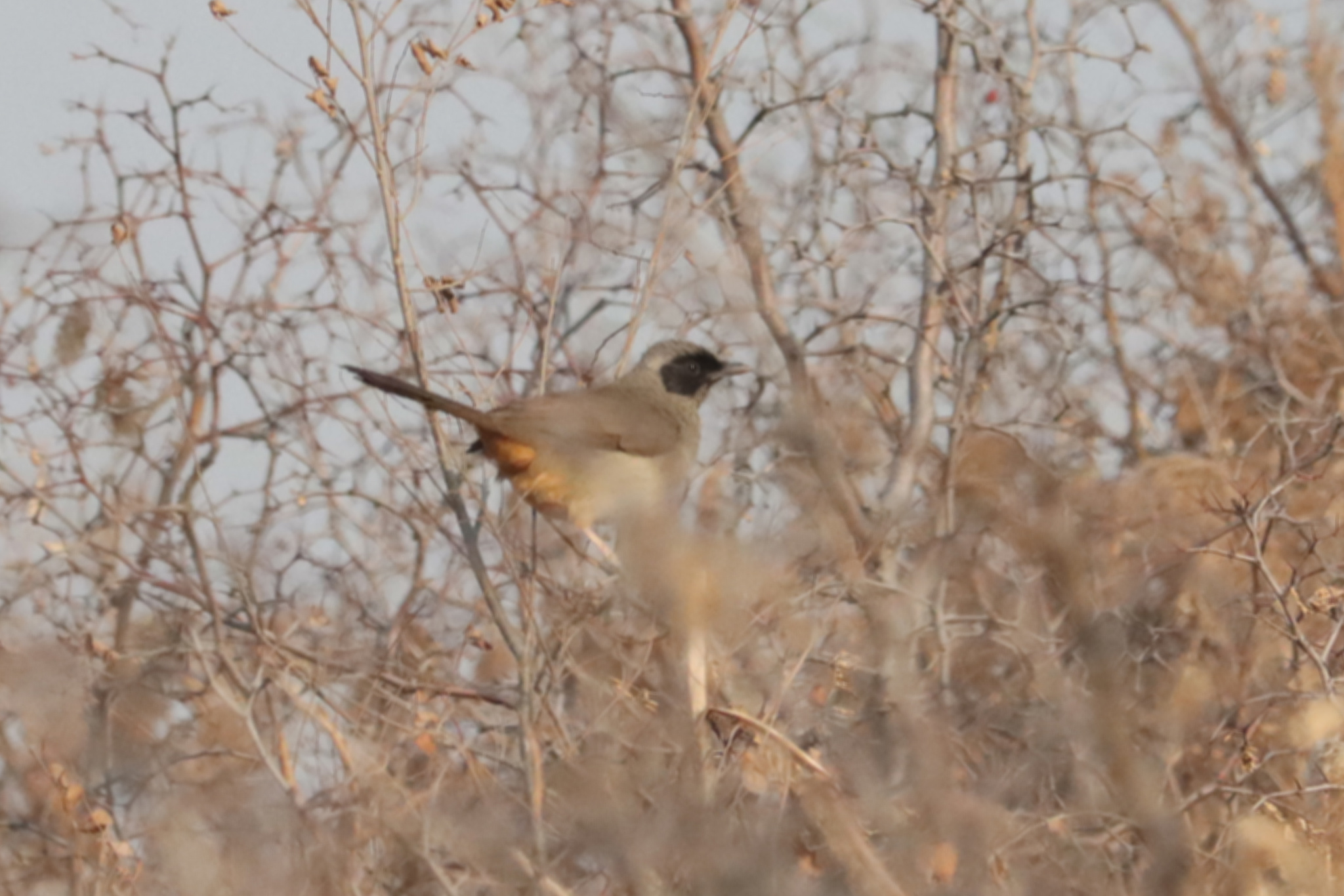 Masked Laughingthrush