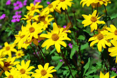 Image of Heliopsis parvifolia by (c) Tom Kennedy, some rights reserved (CC BY)