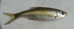 Alburnoides bipunctatus