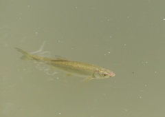 Leuciscus leuciscus