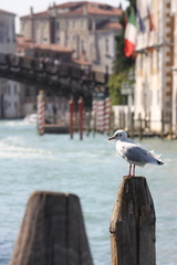 Chroicocephalus ridibundus