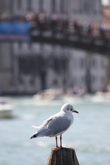 Chroicocephalus ridibundus