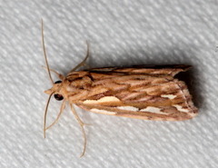 Meyrickella torquesauria