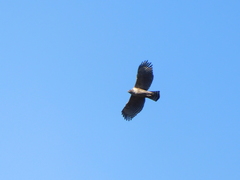 Nisaetus nipalensis