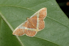 Plutodes transmutata