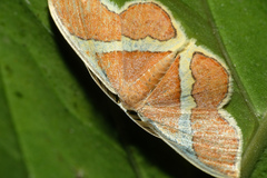 Plutodes transmutata