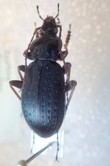 Carabus maiyasanus hokurikuensis