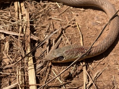 Psammophis