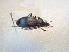 Carabus maiyasanus hokurikuensis