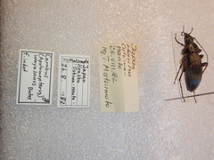 Carabus maiyasanus hokurikuensis