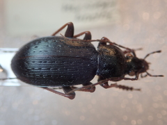 Carabus maiyasanus hokurikuensis